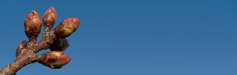 Knospen in Nahaufnahme vor blauem Himmel im Panoramaformat