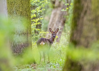 Rehtreffen im Wald