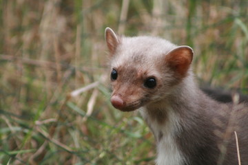 European pine marten (Martes martes) posing on camera