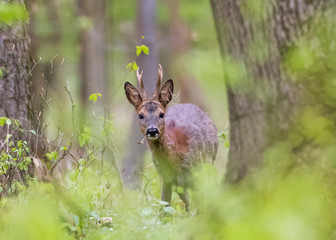 Rehtreffen im Wald