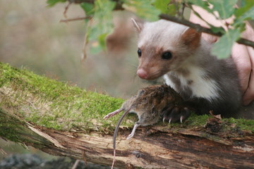 European pine marten (Martes martes) posing on camera