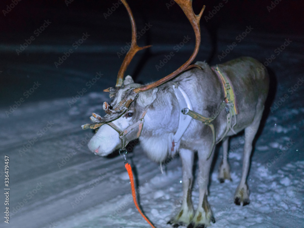 Sticker reindeer at farm in winter lapland rovaniemi northern finland night