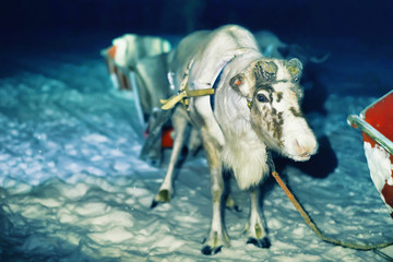 Reindeer and sledge at night safari Lapland Northern Finland
