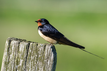 Rauchschwalbe