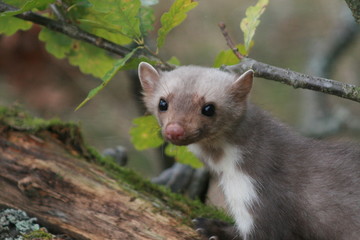 European pine marten (Martes martes) posing on camera