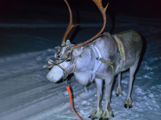 Reindeer at farm in winter Lapland Rovaniemi Northern Finland night