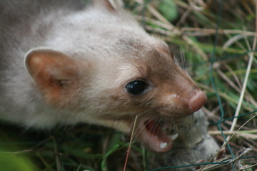 European pine marten (Martes martes) posing on camera