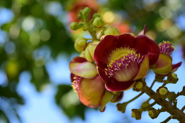 red rose on a branch