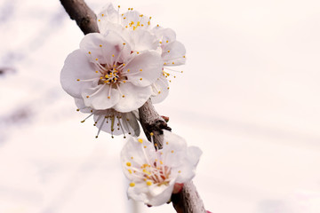 blooming apricot tree flower in early spring.