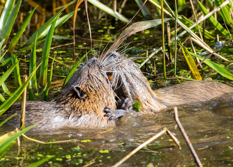 Nutria kissing