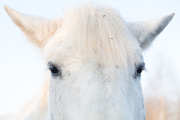 Eyes and ears of a white horse close-up on a background of the sky.