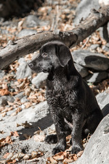 Portrait of a young black Labrador puppy.
