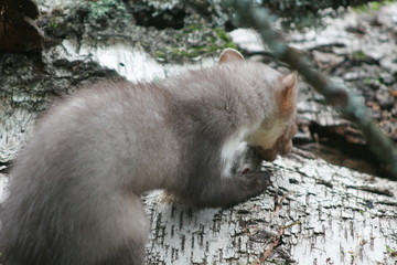 European pine marten (Martes martes) posing on camera