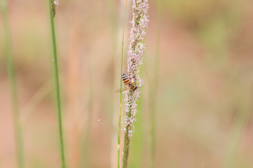 Busy bee