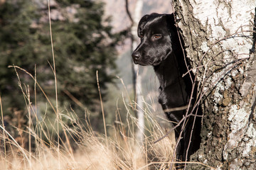Portrait of a young black Labrador puppy in the forest.