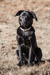 Portrait of a young black Labrador puppy