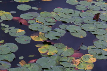 Water lily leaves floating on the pond