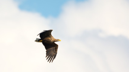 Seeadler