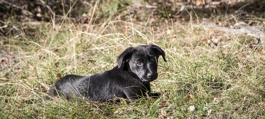 portrait of a young black Labrador puppy