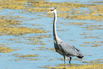 Grey heron
