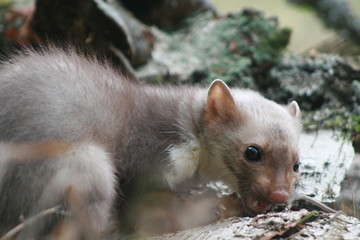 European pine marten (Martes martes) posing on camera