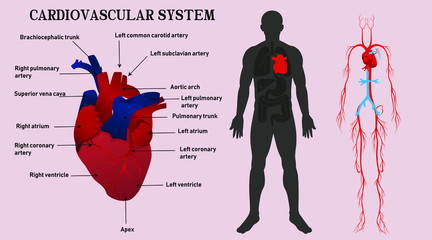 Medical illustration of cardiovascular system. Heart anatomy and vesseles. Vector informational infographics with text.