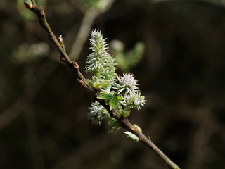 Close-up of flowering catkin on a branch