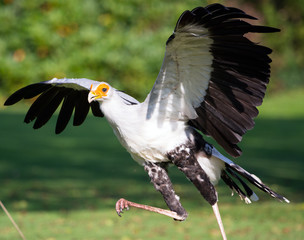 Sekretär Vogel