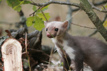 European pine marten (Martes martes) posing on camera