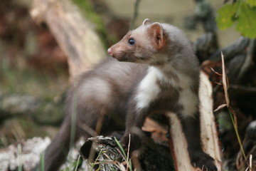 European pine marten (Martes martes) posing on camera