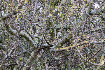 close up of tree branches