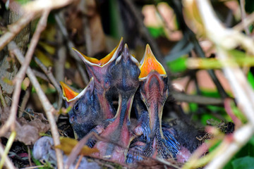 Vogelbabys