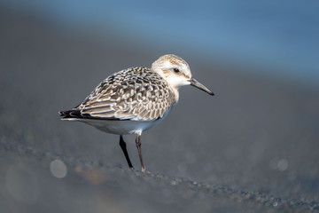 Sanderling