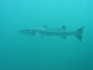 scuba barracuda 