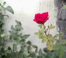 red rose on old grunge background