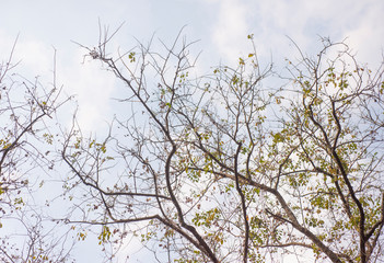 Trees in the season without leaves on a white background..