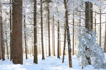 SchneeBaum
