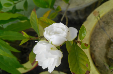 white magnolia flower