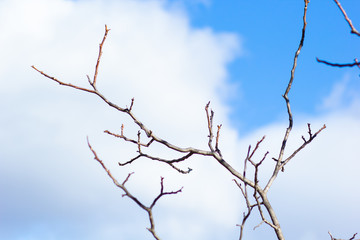 Fototapeta na wymiar Ramas árbol sequía otoño cielo azul