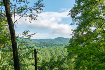 Fototapeta premium Smoky Mountains landscape along the trails. Smoky Mountains National Park, Tennessee, USA