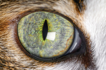 Extreme Close-Up Of Cat beautiful green Eye .