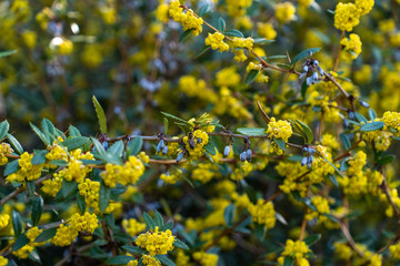 Biene sammelt Nektar auf einer gelben Blüte