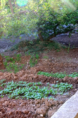 Vegetable seedlings in a garden. Selective focus.