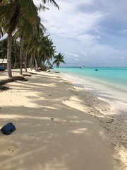 tropical beach with palm trees