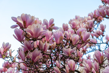 Detailaufnahme eines Magnolienbaumes in voller Blüte