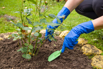 Gardeners hands in blue gloves planting roses in the ground in summer garden