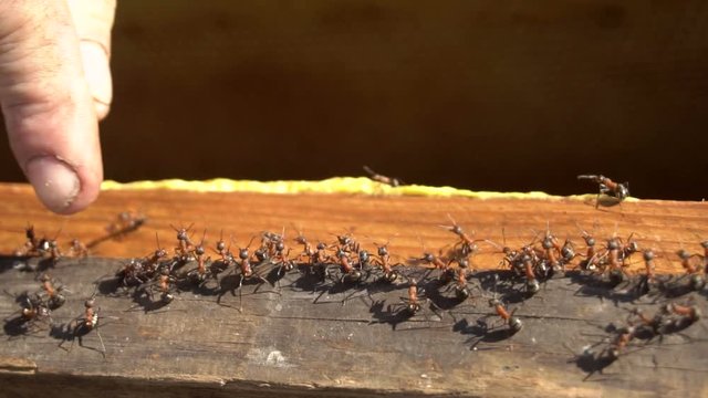 ants in a bee hive, ants are attacking the human finger