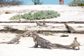 Kuba Leguan am Strand