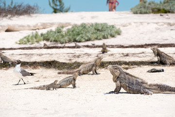 Kuba Leguan am Strand