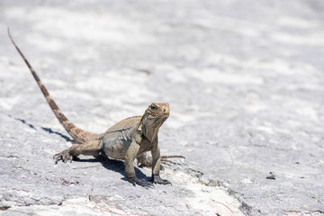 Kuba Leguan am Strand